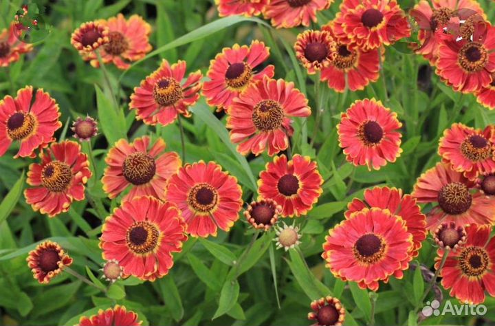 Гелениум гибридный