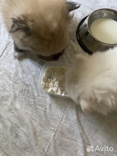 Померанский шпиц