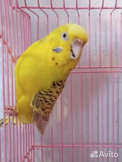 Самочка волнистого попугая