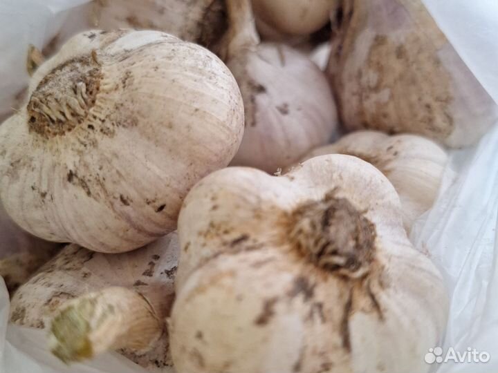 Чеснок зимний