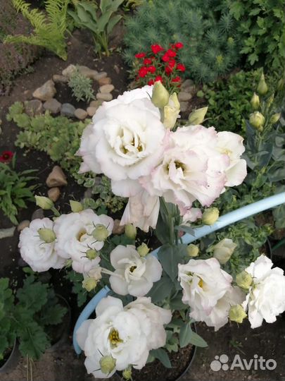 Рассада эустом