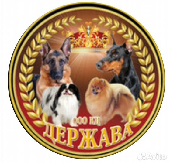 Документы на собак, актировка, клеймение