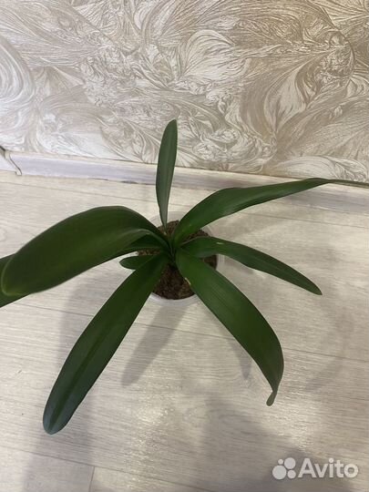 Комнатные цветы (01.10.2024)