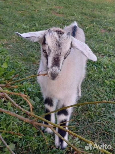 Козы козочки козлики козлята