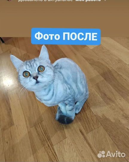 Груминг кошек