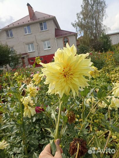 Георгины клубни