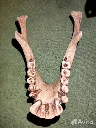 Челюсть макет