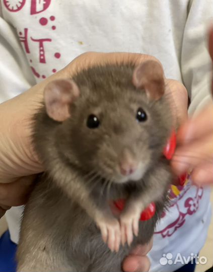 Крысы дамбо девочки с клеткой