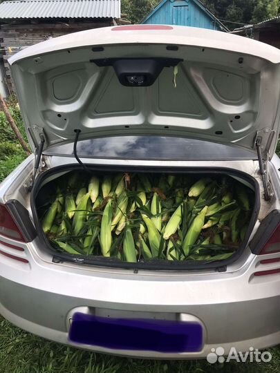 Сладкая сахарная кукуруза в початках