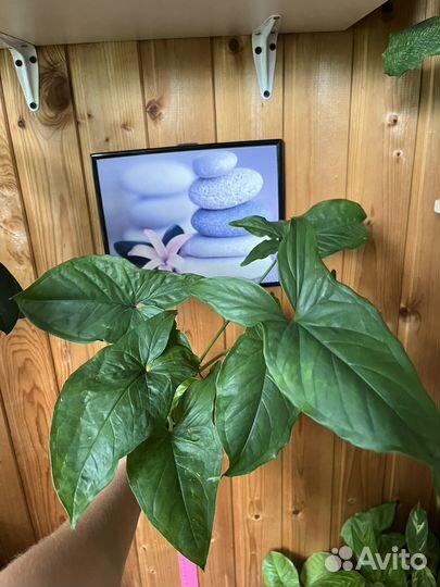 Сингониум Вандалина яичница