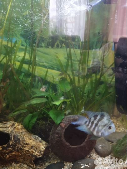 Аквариумные рыбки