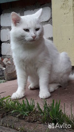 Белый кот в добрые руки