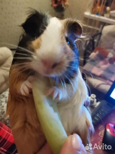 Морская свинка с клеткой