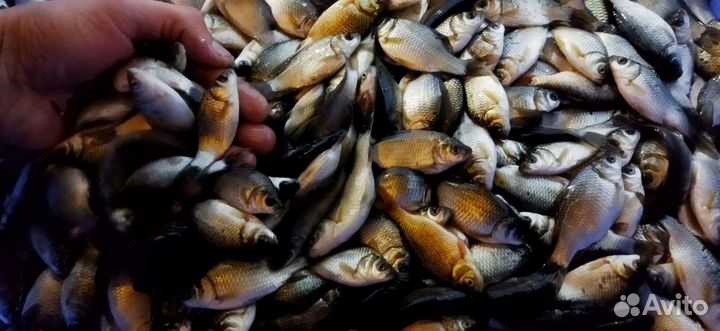 Живец карась