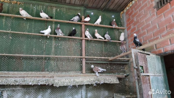 Голуби высоколетные,бойные