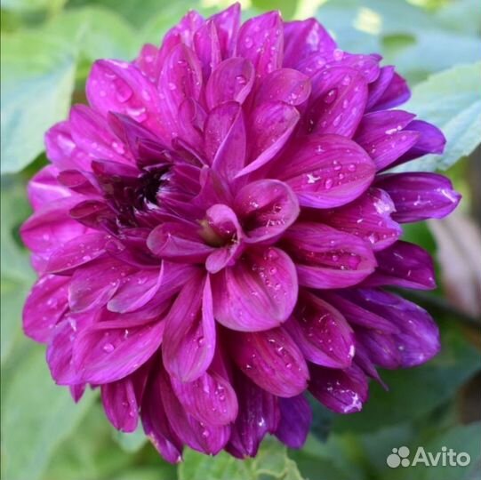 Георгина. Примула