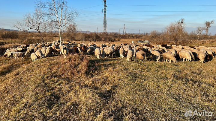 Овцы бараны ягнята