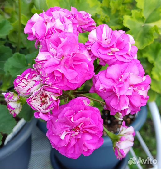 Пеларгонии сортовые