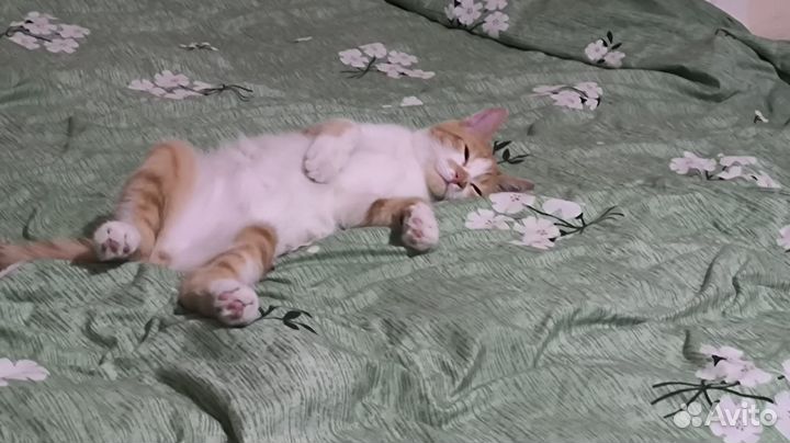 Отдам кота только в добрые руки