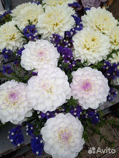 Букеты из сортовых георгин