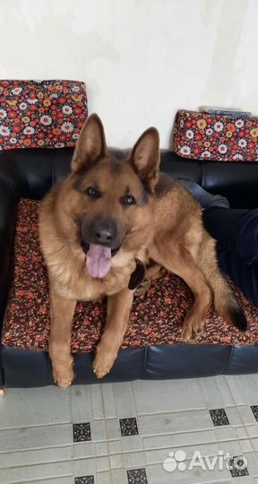 Кобель для вязки