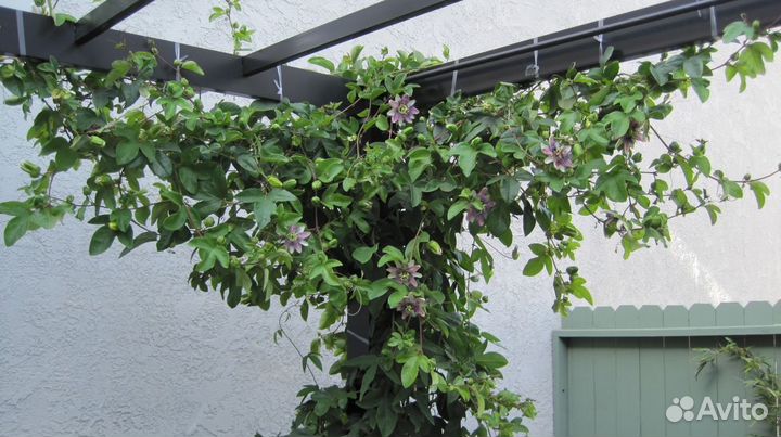 Маракуйя - плодоносная лиана, съедобная, полезная