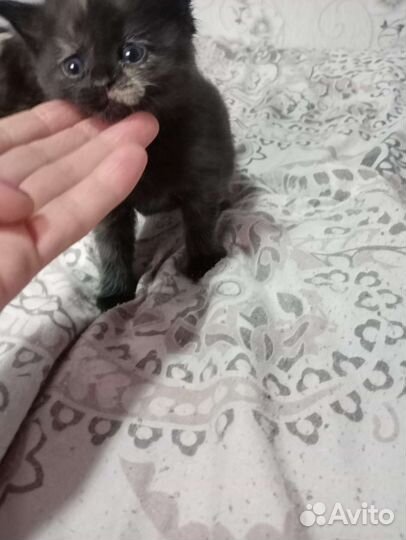 Кошка 1 р