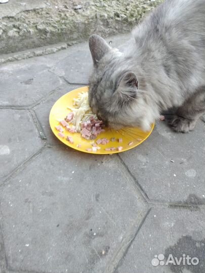 Персидский кот