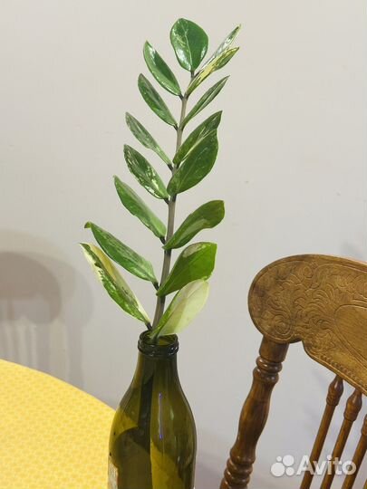 Замиокулькас вариегатный