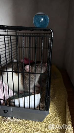 Крыса с клеткой