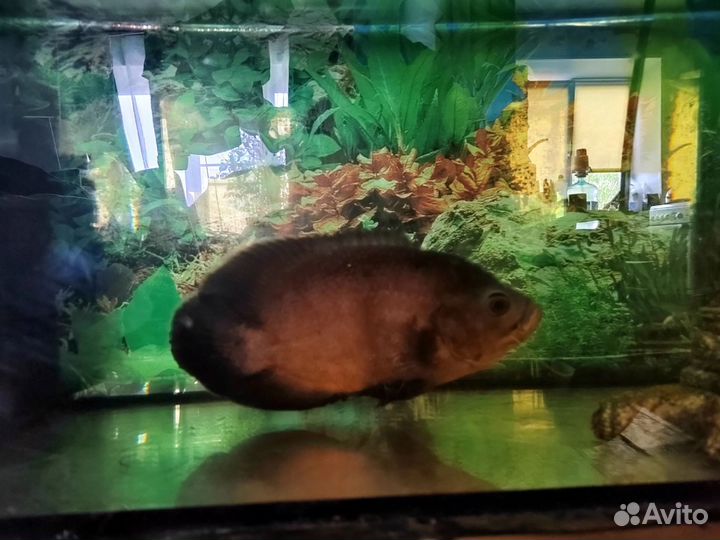 Астронотус