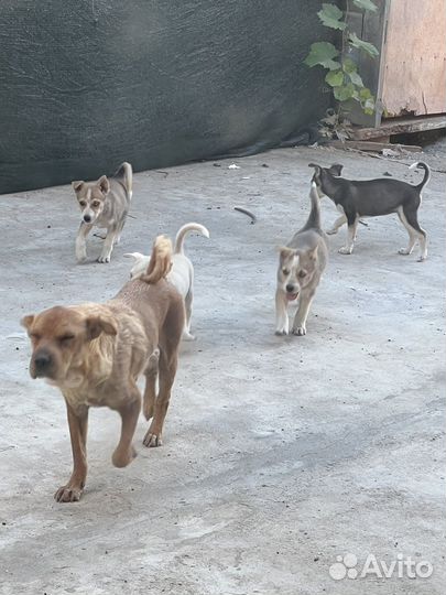 Щенок в добрые руки
