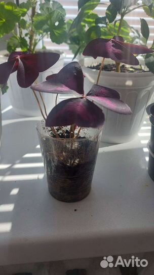 Домашние растения