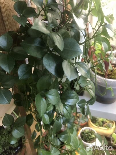 Неоальсомитра каудексная лиана, дисхидия