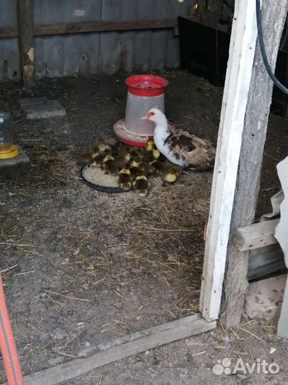 Утята мускусной утки