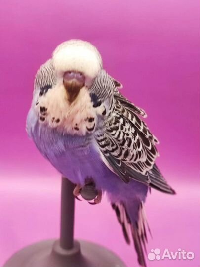 Птенцы ручного говорящего попугайя ввп Чех