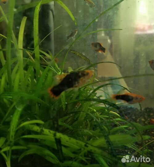 Аквариумные рыбки