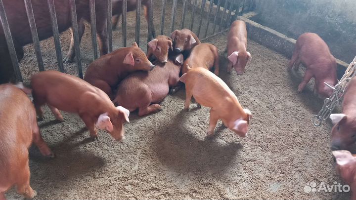 Поросята Дюрок