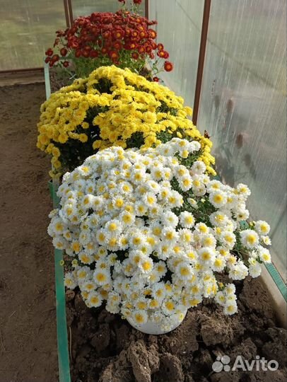 Хризантемы мультифлора