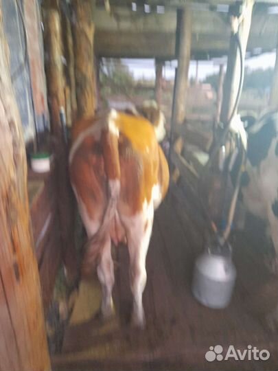 Первотелка