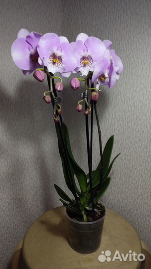 Орхидея