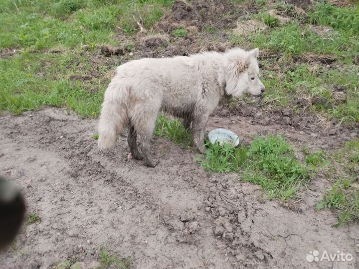 Домашние животные бесплатно собаки