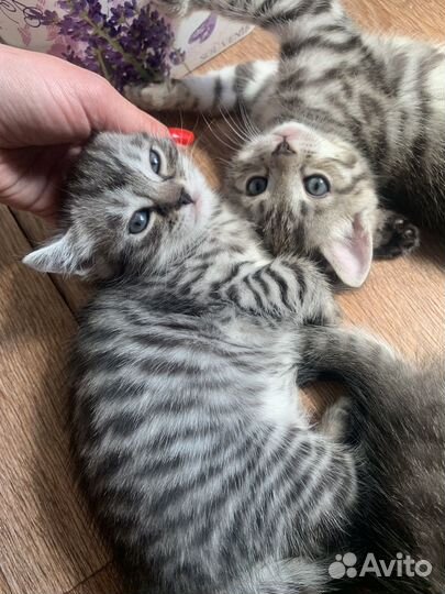 Котята метисы