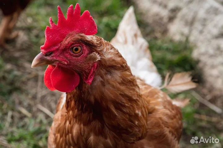 Куры-несушки
