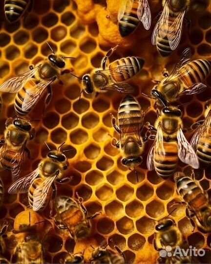 Южные пчелы с ульем