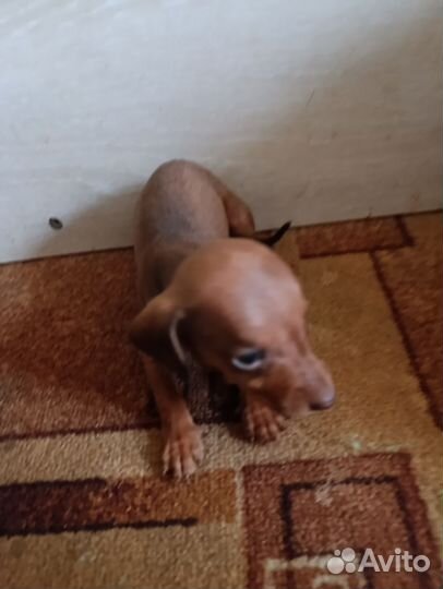 Продам Таксу