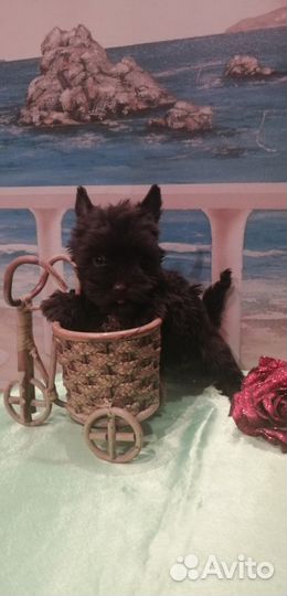 Редкие окрасы йорков