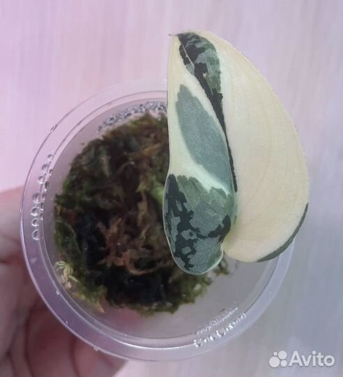 Сциндапсусы сортовые