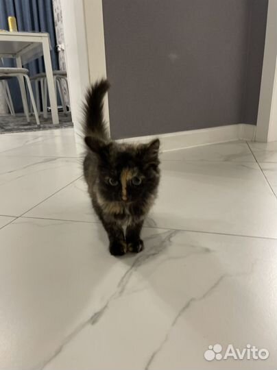 Кошечка в добрые руки