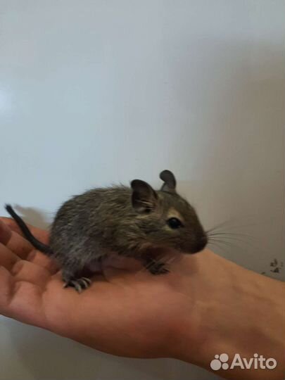 Чилийская белка дегу